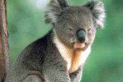 koala-wallpaper-3