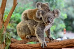 koala-with-baby
