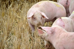 breeding-pig-pork-swine