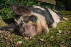 hog-pig-animal-pork-preview