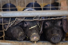 pig-farm-hay-black