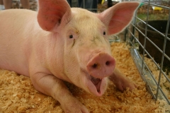 pig-full-grown-farm-mouth-open