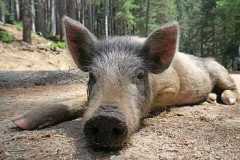pig-wild-pig-little-pig-corsican-royalty-free-thumbnail