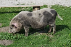 piggy-bank-dirty-the-pig-pig