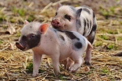 piglet-wildpark-poing-young-animals-pig-small-funny-cute-sweet-small-pigs
