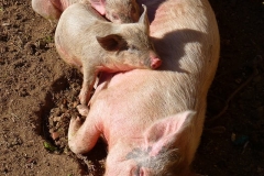 pink-pig-on-brown-soil-1