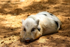 white-pig-lying-on-brown-sand-during-daytime