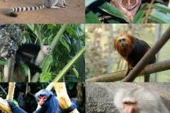 348px-Primates_-_some_families