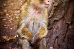 barbary-ape-monkey-mahogany-animal-mammal-primates-macaque-species-animal-portrait-close-up
