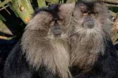 lion-tailed-macaques-wanderoo-sitting-wallpaper-thumb