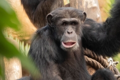 monkey-animal-chimpanzee-primates-view-mammal