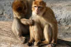 monkey-apes-a-couple-of-gregarious-wallpaper-preview