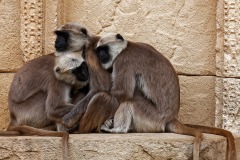 primates-3586536_1280