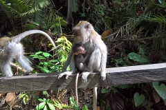 three-primates-on-wooden-log