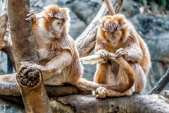 two-brown-primates-on-tree