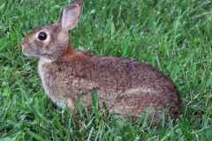 Rabbit_in_spring_grass