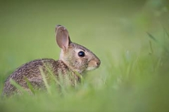 adorable-rabbit-bunny-animal-cute-grass-nature-easter-nature-wallpaper-thumbnail