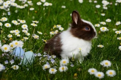 animal-bright-bunny-chamomile-372166