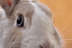 bunny-dwarf-rabbit-rabbit-nose