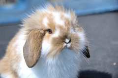 flemish-lop-rabbit-rabbit-very-affectionate-instructive-preview