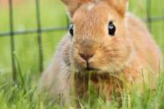 hare-animal-green-eskers-rabbit-wallpaper-preview
