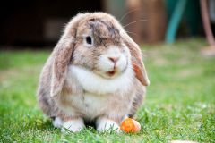 lop-eared-rabbit-hare-animal-preview