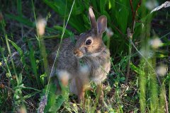 rabbit-1661511_960_720