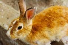 rabbit-bunny-brown-animal-pet-wallpaper-thumb