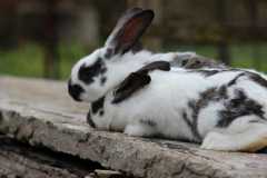 rabbit-bunny-wallpaper-preview
