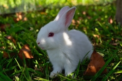 rabbit-grass-cute-bunny-1