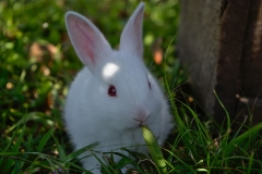 rabbit-grass-cute-bunny
