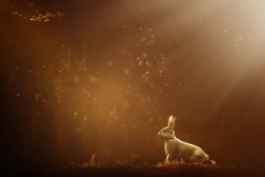 rabbit-on-grass-field-wallpaper