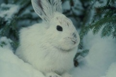 snow-rabbits