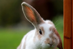 white-and-brown-rabbit-looking-at-camera