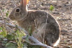wild-bunny-rabbit