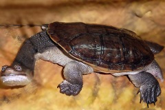 oblong-tortoise