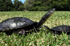 oblong-tortoise2