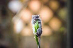 One-mouse-green-flower-bud_1920x1200