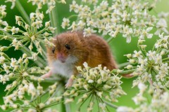 eurasian-harvest-mouse-grass-mouse-plant-rodent-wallpaper-11555157030kmhlugwkcv