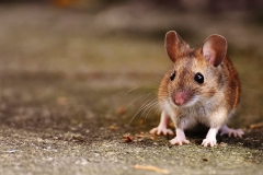 mouse-rodent-cute-mammal-1