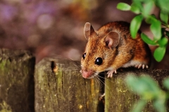 mouse-rodent-cute-mammal-2