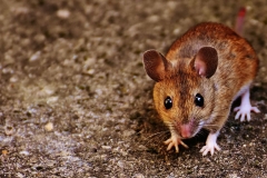 mouse-rodent-cute-mammal