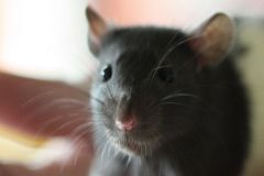 mouse_rat_face_rodent_59369_1280x1280