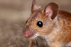 wood-mouse-nager-cute-mouse
