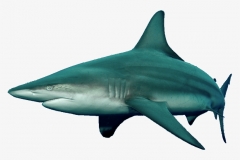 172-1725621_blacktip-shark-tiger-shark.png