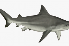 20-202912_grab-and-download-sharks-png-tiger-shark-white