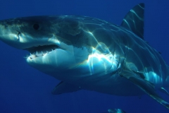 great-white-shark-shark-jaws-fish