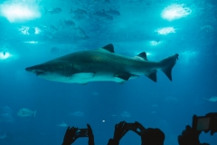 group-of-people-taking-picture-of-shark-1700656
