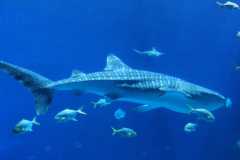 marine-shark-blue-wallpaper-preview