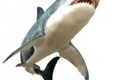 Great White Shark Body